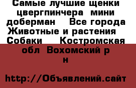 Самые лучшие щенки цвергпинчера (мини доберман) - Все города Животные и растения » Собаки   . Костромская обл.,Вохомский р-н